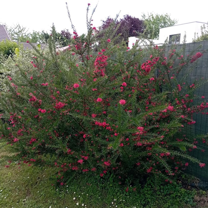 Grevillea juniperina - Australische zilvereik (Groeiplaats)