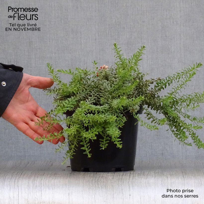 Exemplaar van Grevillea lanigera Mount Tamboritha - Australische zilvereik Pot van 2 l/3 l zoals geleverd in de herfst