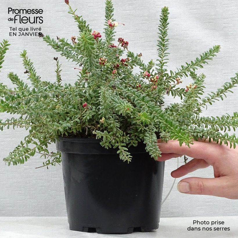 Example of Grevillea lanigera Mount Tamboritha  Pot van 2 l/3 l as you get in hiver