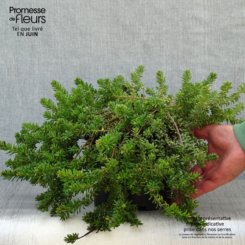 Exemplaar van Grevillea lanigera Mount Tamboritha - Australische zilvereik Pot van 2 l/3 l zoals geleverd in de zomer