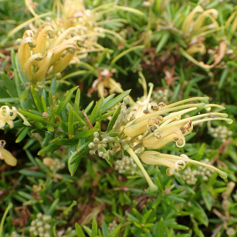 Grevillea prostrata Aurea - Australische zilvereik (Bloei)