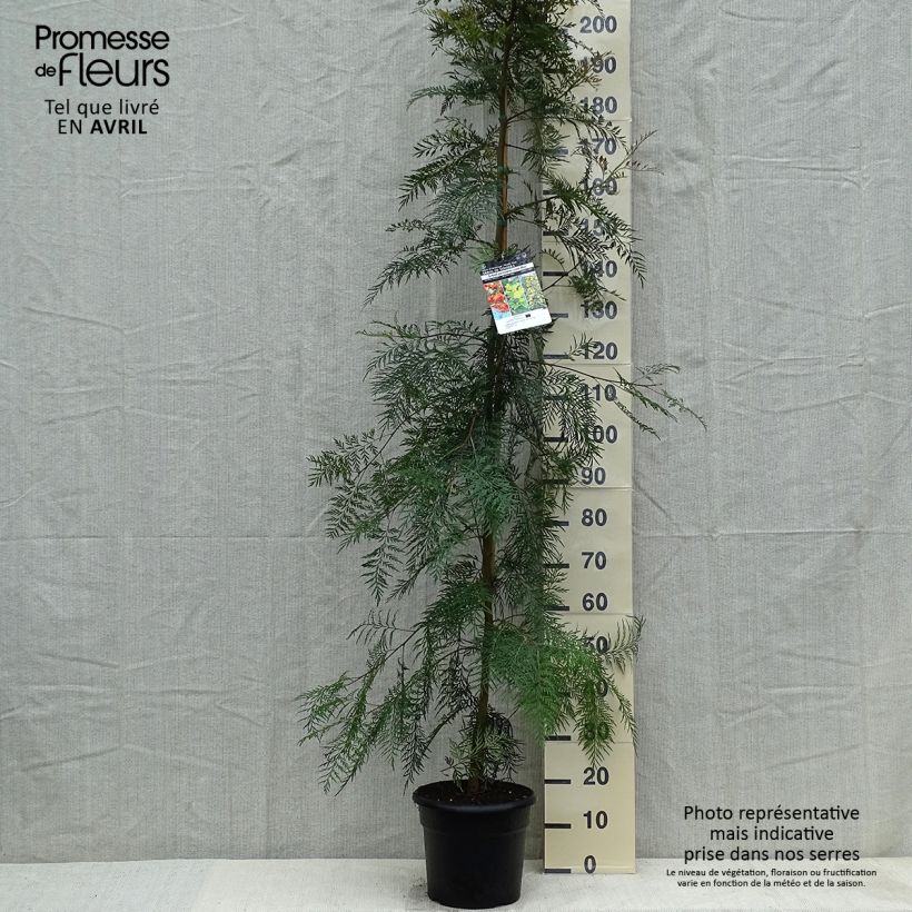 Exemplaar van Grevillea robusta - Australische zilvereik Pot van 7,5 l/10 l zoals geleverd in de lente