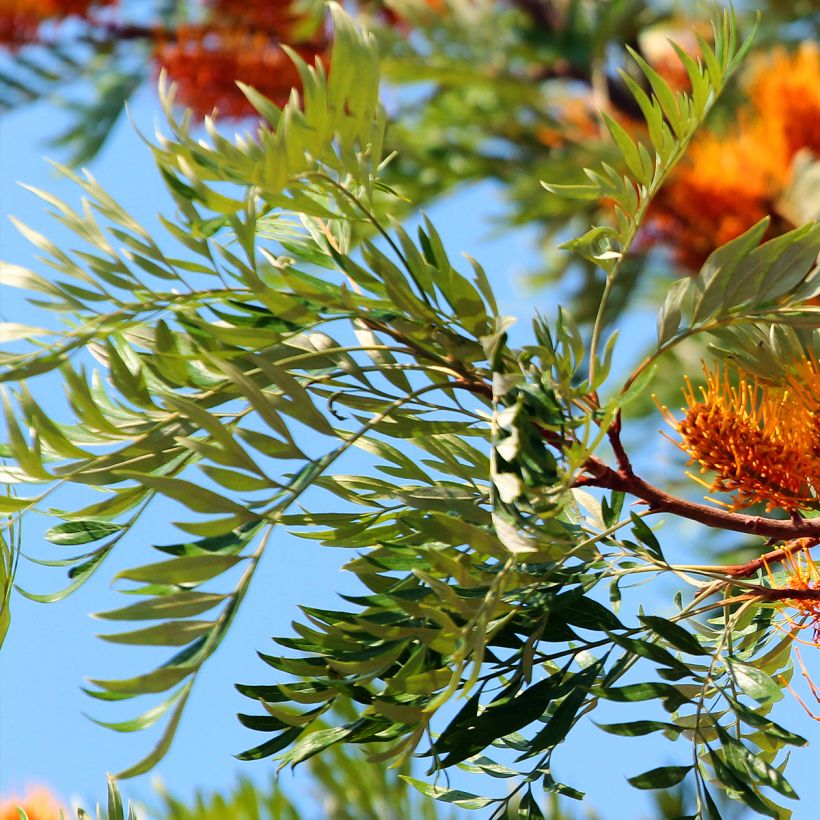 Grevillea robusta - Australische zilvereik (Blad)