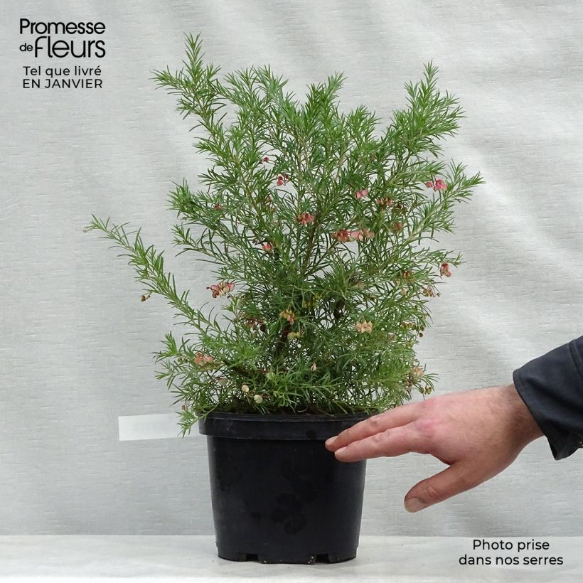 Example of Grevillea rosmarinifolia - Rozemarijn-grevillea Pot van 2 l/3 l as you get in hiver