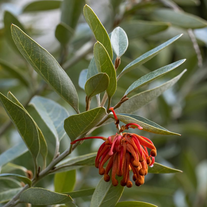 Grevillea victoriae - Australische zilvereik (Foliage)