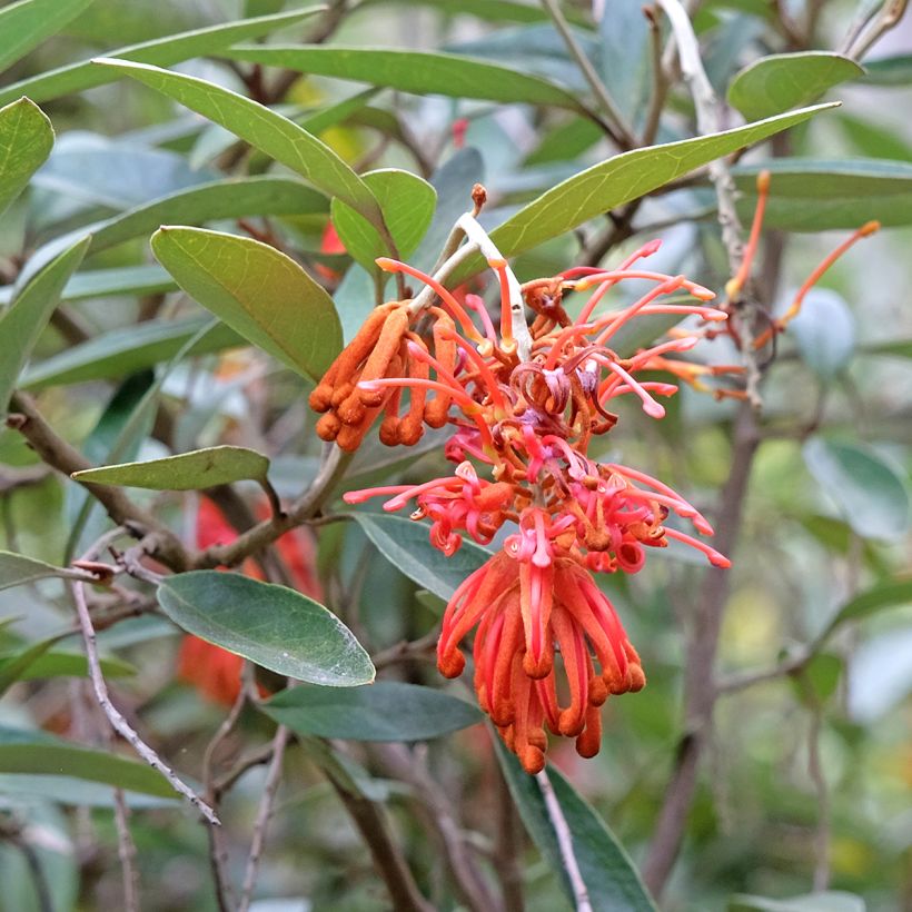Grevillea victoriae - Australische zilvereik (Flowering)