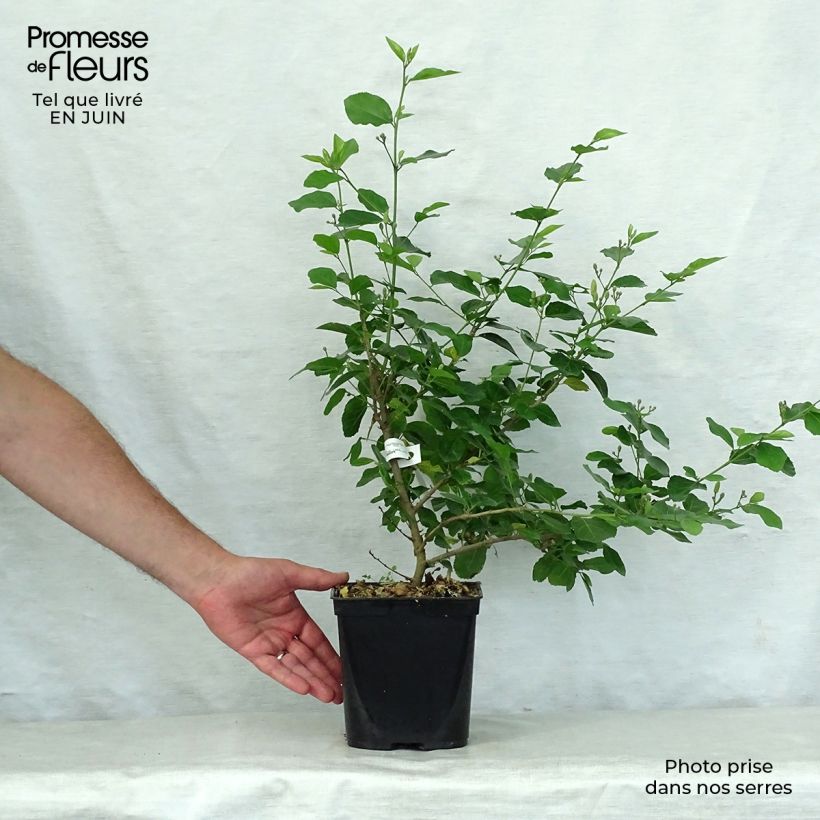 Exemplaar van Grewia occidentalis - Lavendelster Pot van 3 l/4 l zoals geleverd in de zomer