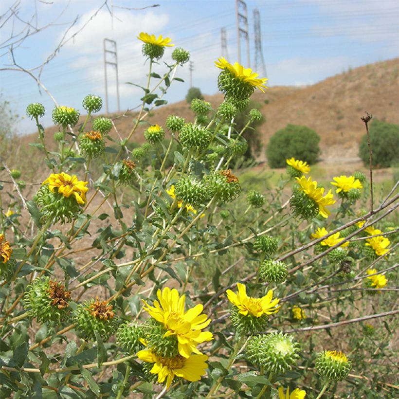 Grindelia camporum - Gomplant (Bloei)