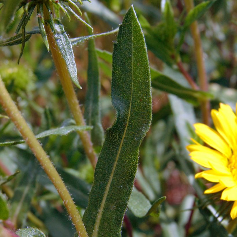 Grindelia camporum - Gomplant (Blad)
