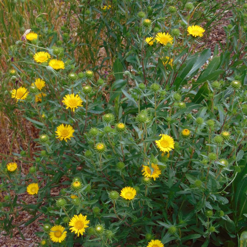 Grindelia camporum - Gomplant (Groeiplaats)