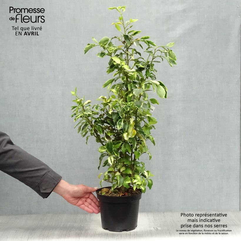 Example of Griselinia littoralis Bantry Bay - Griselinie du littoral  Pot van 3 l/4 l as you get in printemps