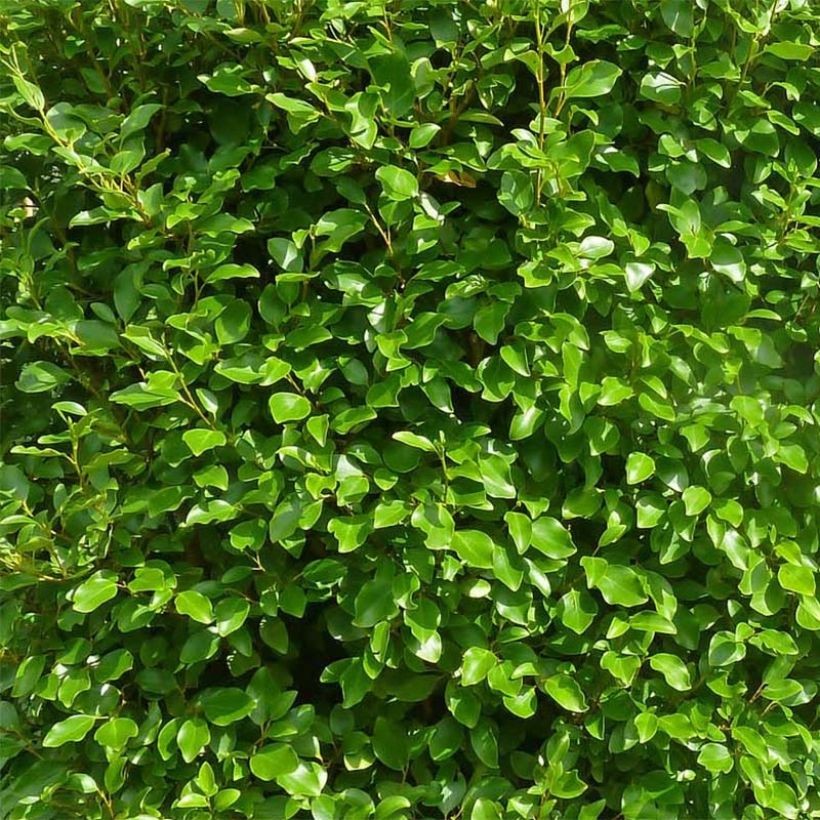 Griselinia littoralis Green Horizon - Kapuka (Foliage)