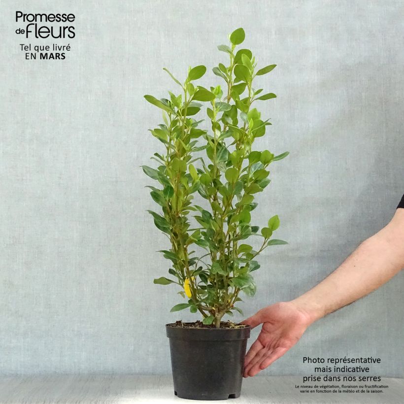Exemplaar van Griselinia littoralis Green Horizon - Kapuka Pot van 2 l/3 l zoals geleverd in de lente