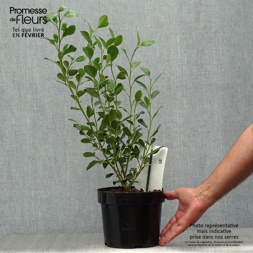 Exemplaar van Griselinia littoralis Green Horizon - Kapuka Pot van 2 l/3 l zoals geleverd in de herfst