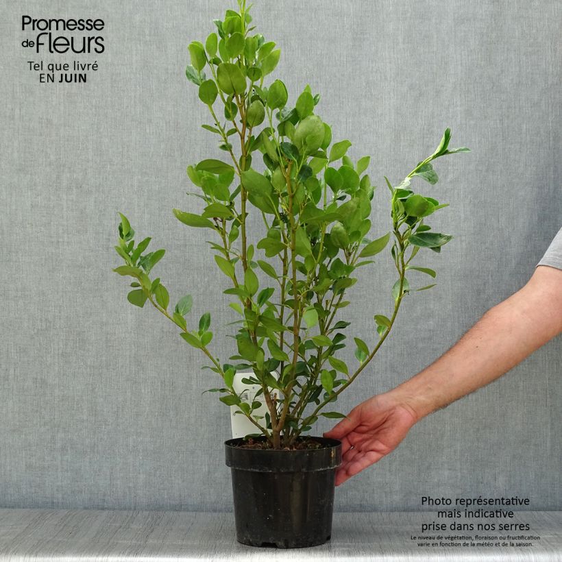 Exemplaar van Griselinia littoralis Green Horizon - Kapuka Pot van 2 l/3 l zoals geleverd in de zomer