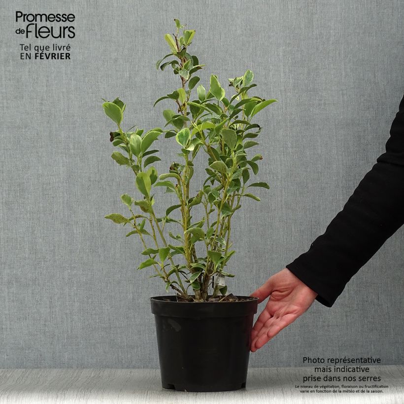 Example of Griselinia littoralis Green Jewel - Griseline du littoral Pot van 4 l/5 l as you get in hiver