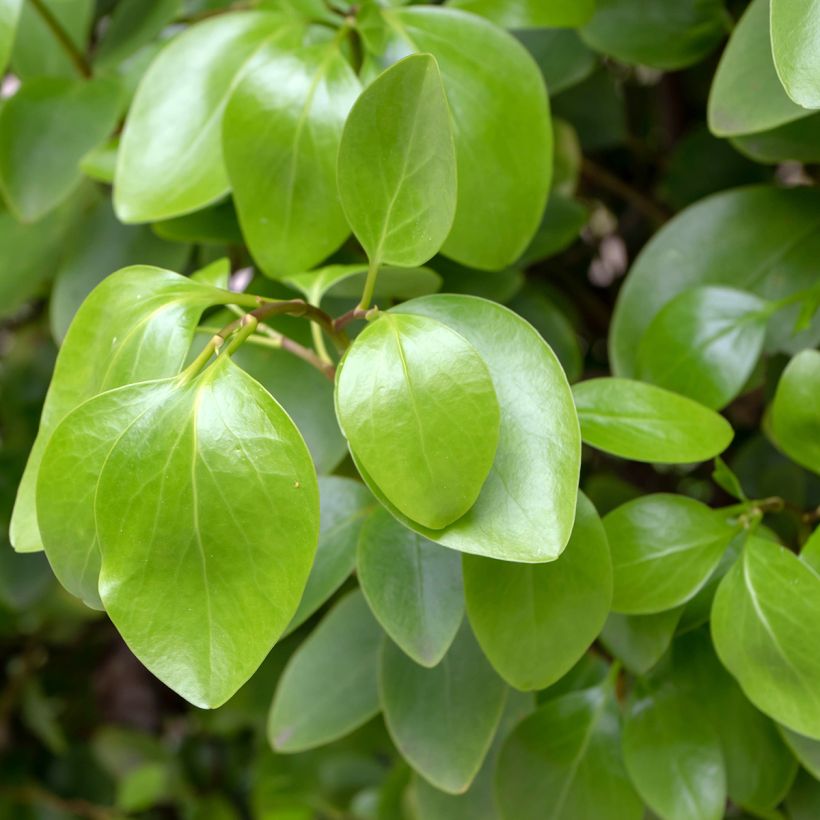 Griselinia littoralis - Kapuka (Foliage)