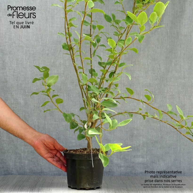 Exemplaar van Griselinia littoralis - Kapuka Pot van 2 l/3 l zoals geleverd in de zomer