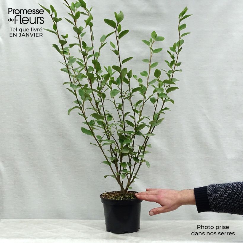 Example of Griselinia littoralis Pot van 2 l/3 l as you get in hiver
