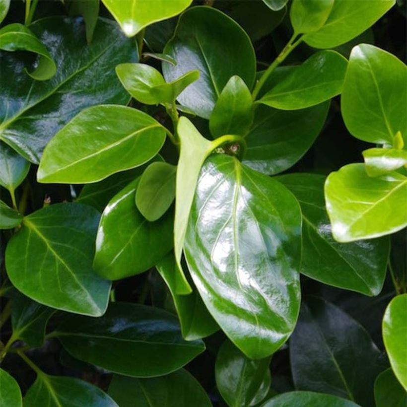 Griselinia littoralis Emerald - Kapuka (Foliage)