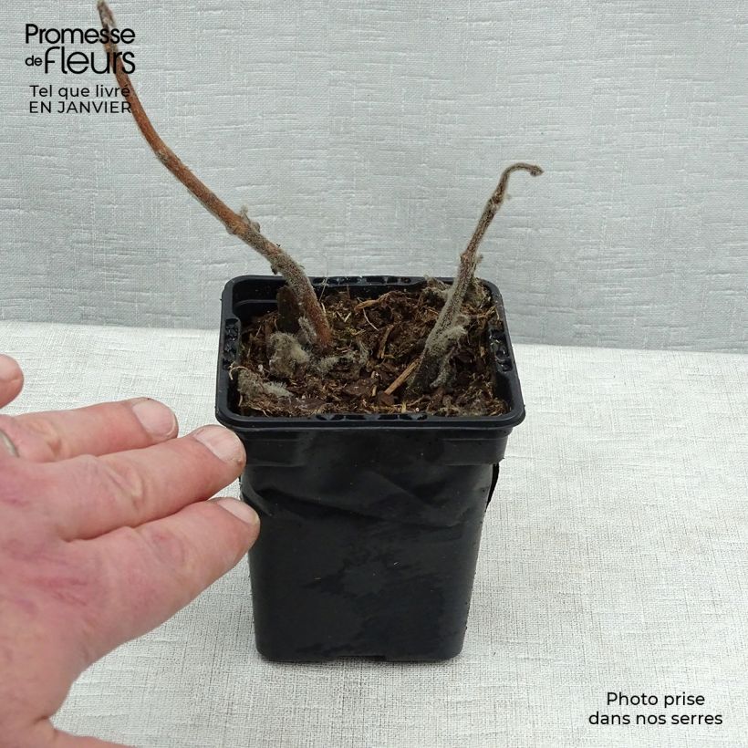 Exemplaar van Cubaanse oregano - Plectranthus amboinicus Kweekpotje van 8/9 cm zoals geleverd in de winter