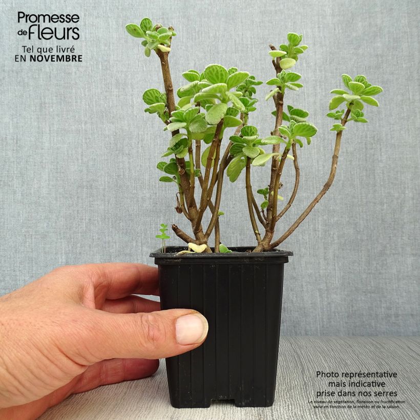 Exemplaar van Cubaanse oregano - Plectranthus amboinicus Kweekpotje van 8/9 cm zoals geleverd in de herfst