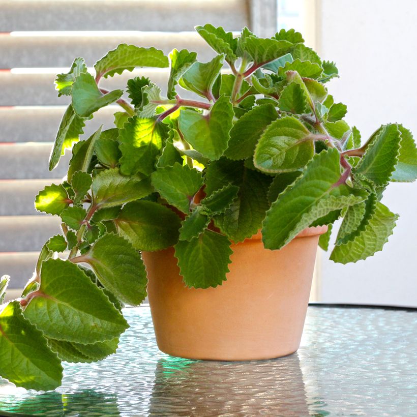 Cubaanse oregano - Plectranthus amboinicus (Groeiplaats)