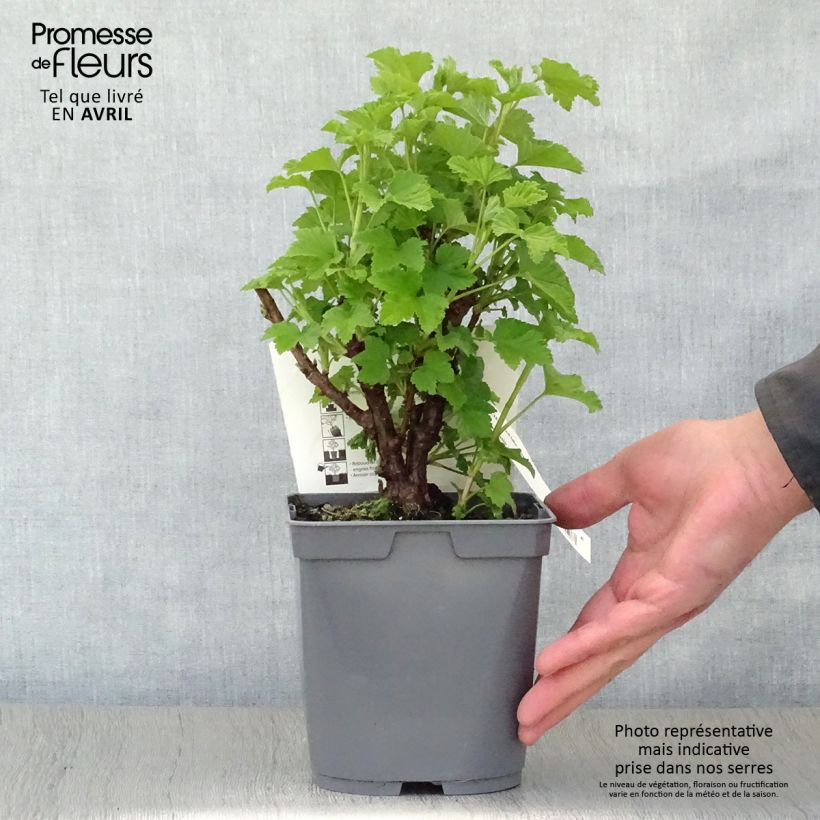 Exemplaar van Rode aalbes Red Lake Georges Delbard Pot van 2 l/3 l, Struik zoals geleverd in de lente