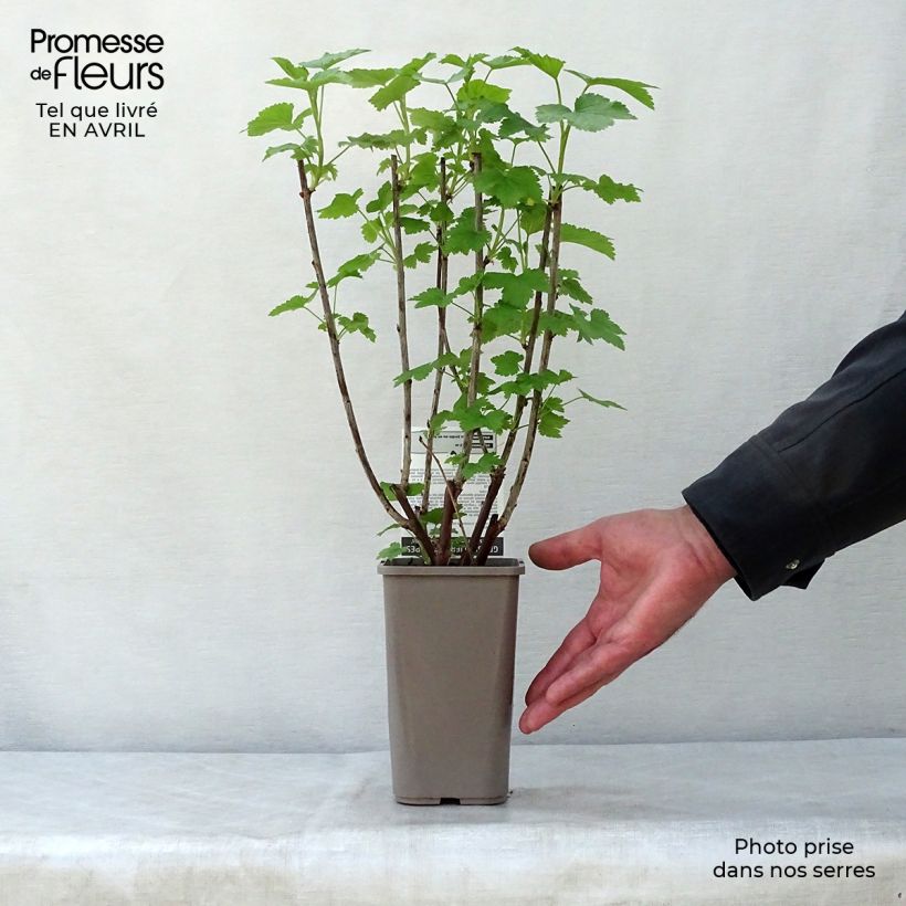 Exemplaar van Rode aalbes Gloire des Sablons Pot van 1 l/1,5 l, Struik zoals geleverd in de lente