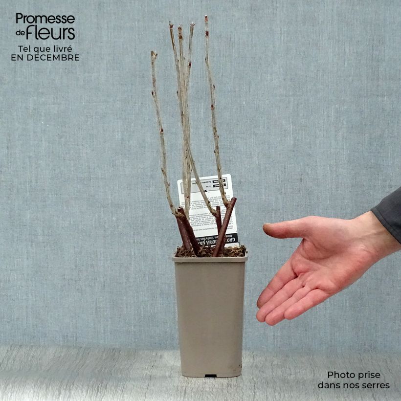 Exemplaar van Groseillier à grappes Gloire des Sablons rose Pot van 1 l/1,5 l, Struik zoals geleverd in de winter