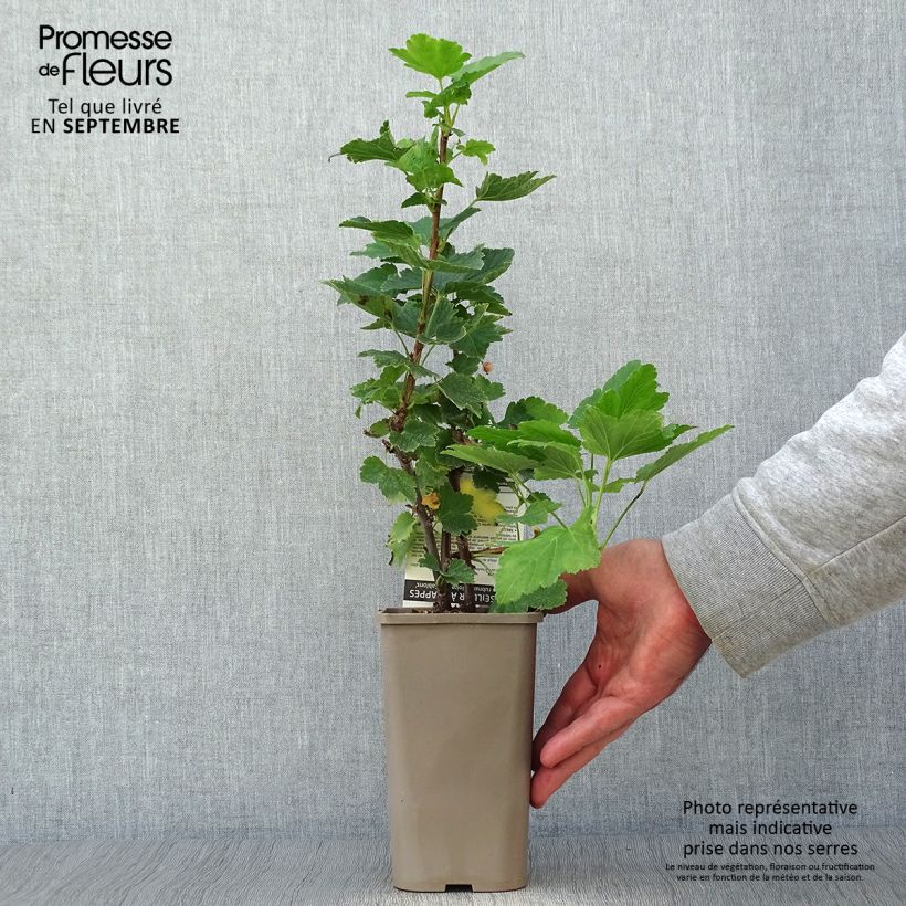 Exemplaar van Rode aalbes Gloire des Sablons Pot van 1 l/1,5 l, Struik zoals geleverd in de herfst