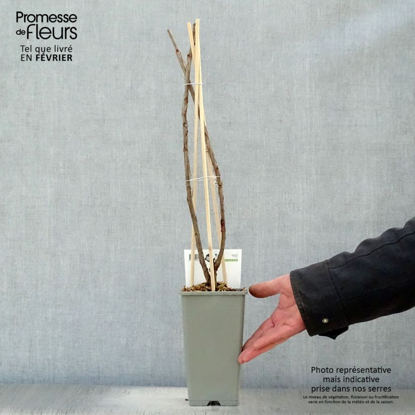 Exemplaar van Witte aalbes Witte van Holland Pot van 1,5 l/2 l, Struik zoals geleverd in de winter