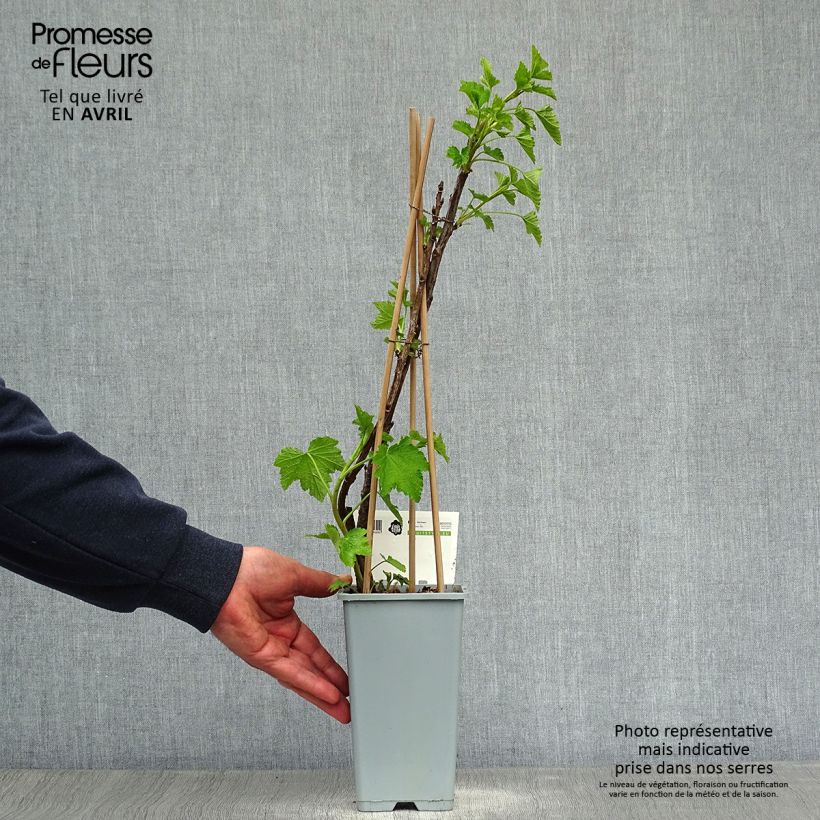 Exemplaar van Rode aalbes Jonkheer van Tets Pot van 1,5 l/2 l, Struik zoals geleverd in de lente