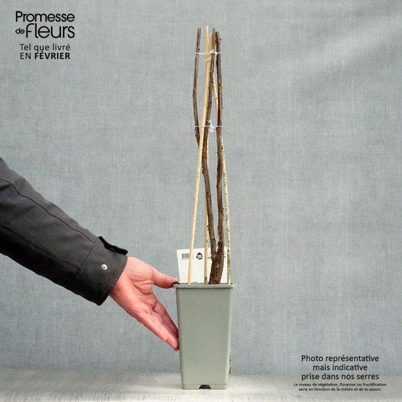 Exemplaar van Rode aalbes Jonkheer van Tets Pot van 1,5 l/2 l, Struik zoals geleverd in de winter