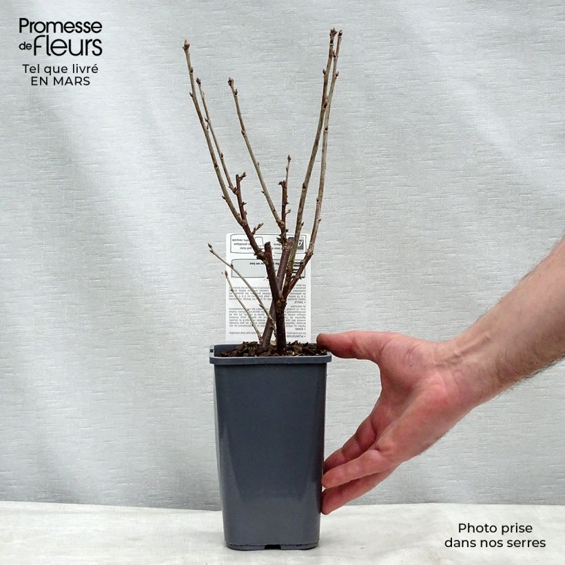 Exemplaar van Rode bes London Market BIO Pot van 1,5 l/2 l, Struik zoals geleverd in de winter