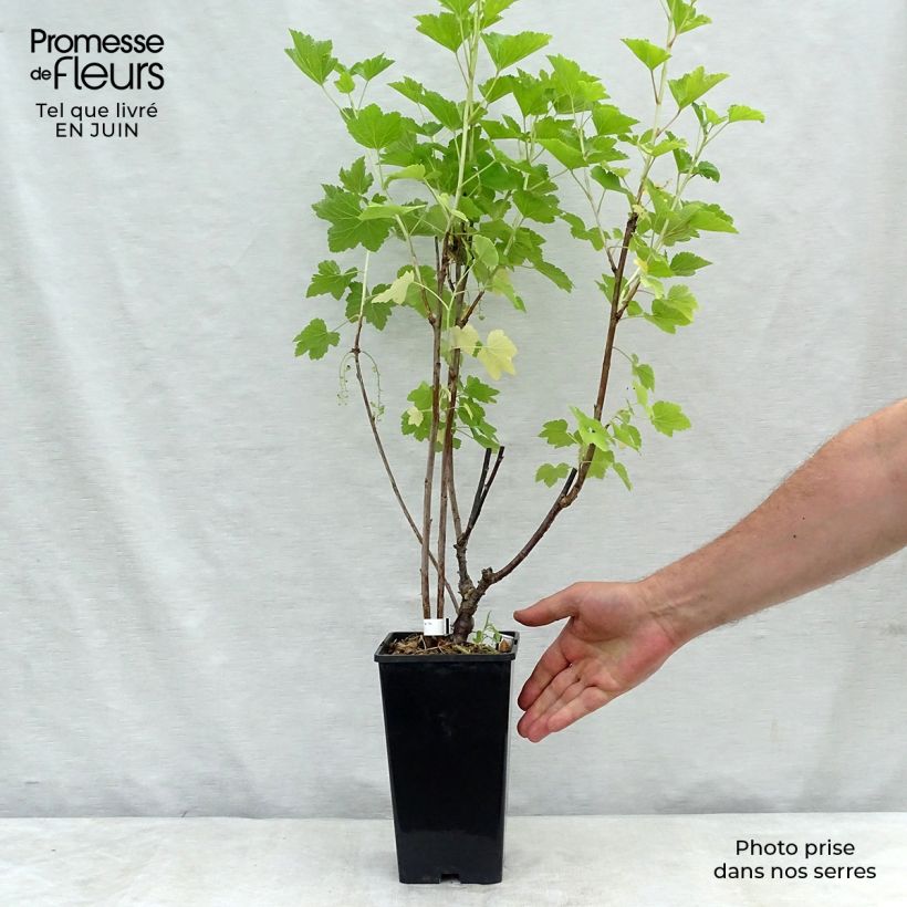 Exemplaar van Rode bes London Market Pot van 1,5 l/2 l zoals geleverd in de zomer