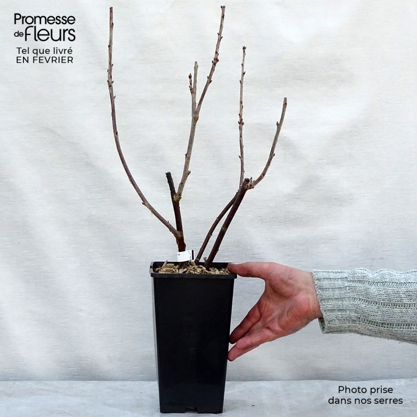 Exemplaar van Rode bes London Market Pot van 1,5 l/2 l zoals geleverd in de winter