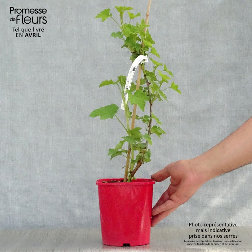 Exemplaar van Rode bes London Market Pot van 1,5 l/2 l zoals geleverd in de lente