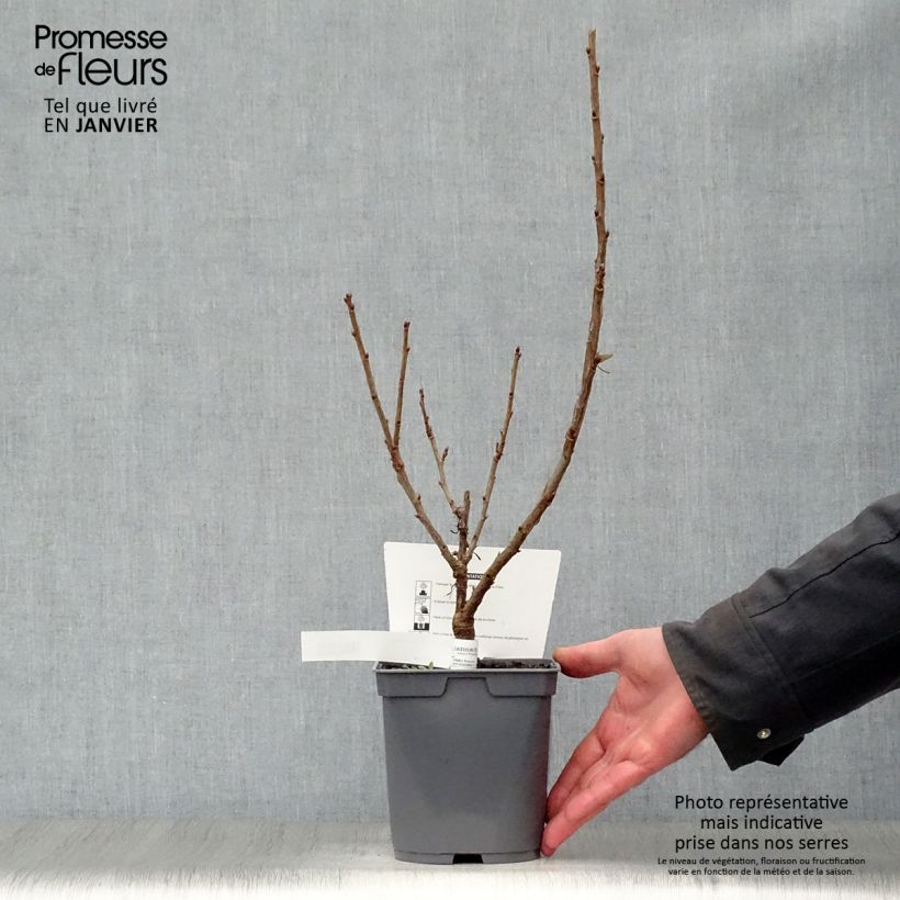 Exemplaar van Rode bes Rovada Pot van 1,5 l/2 l, Struik zoals geleverd in de winter