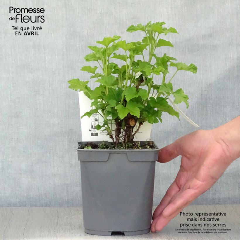 Exemplaar van Rode bes Rovada Pot van 1,5 l/2 l, Struik zoals geleverd in de lente