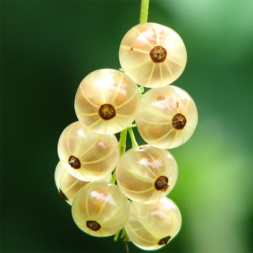 Witte aalbes Versaillaise Blanche (Oogst)