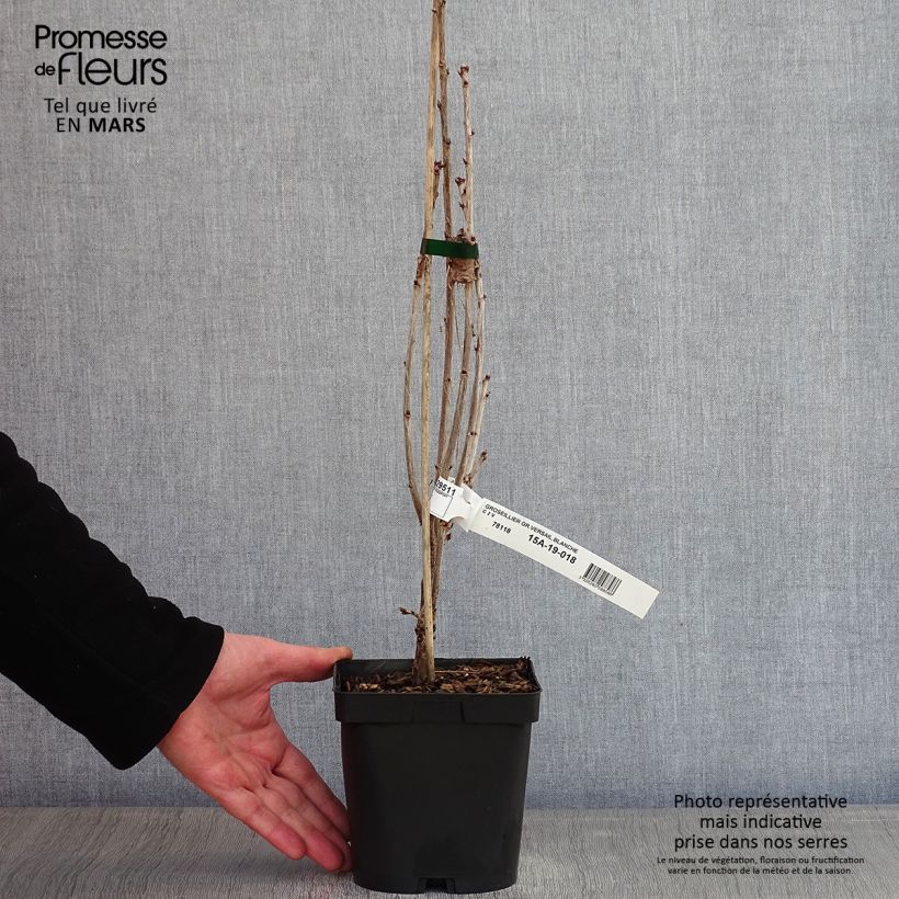 Exemplaar van Witte aalbes Versaillaise Blanche Pot van 2 l/3 l zoals geleverd in de winter