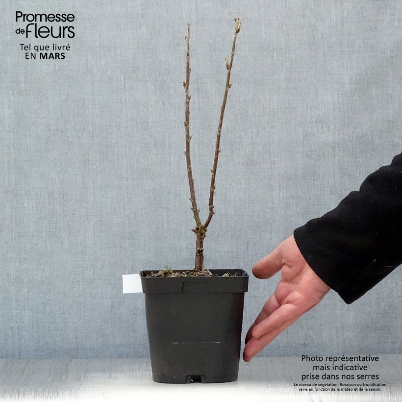 Exemplaar van Witte aalbes Versaillaise Blanche Pot van 2 l/3 l zoals geleverd in de lente