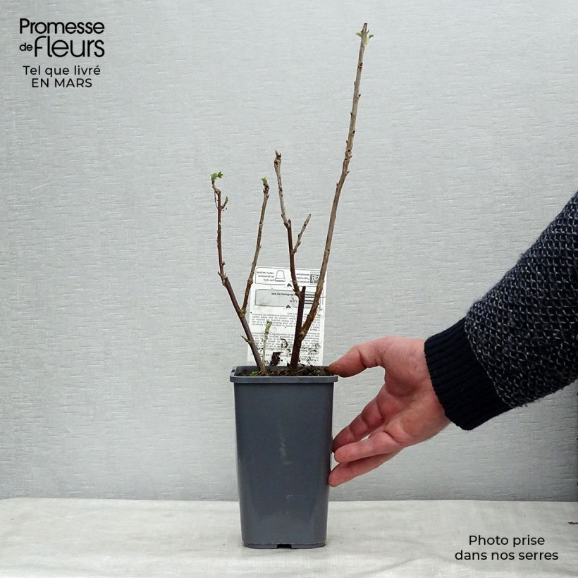 Exemplaar van Groseillier à grappes blanches Blanka Bio Pot van 1,5 l/2 l, Struik zoals geleverd in de winter