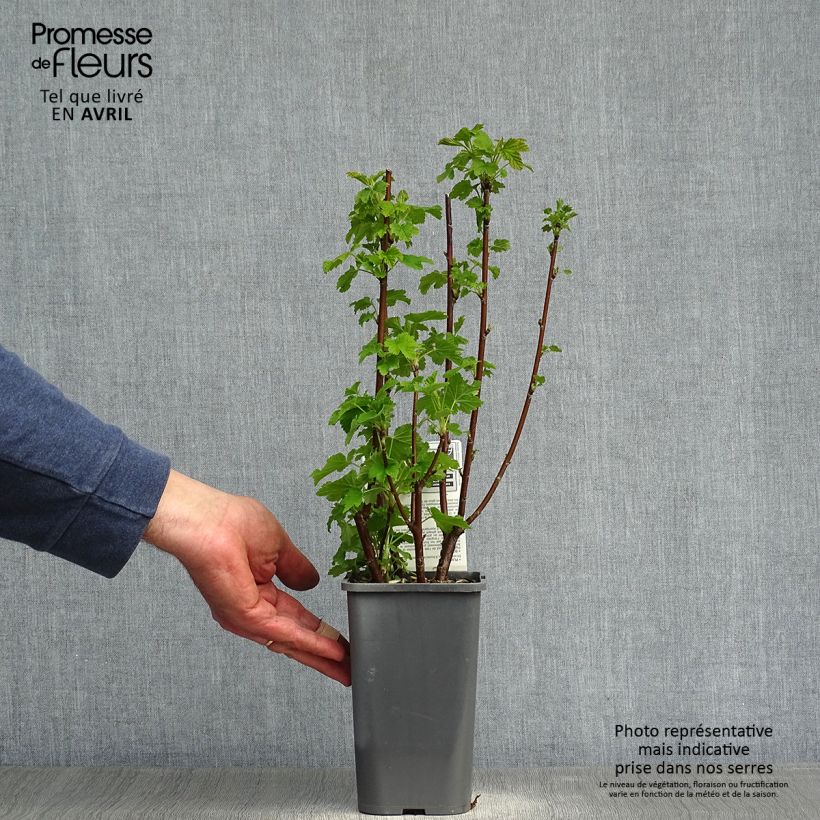 Exemplaar van Witte aalbes Blanka BIO Pot van 1,5 l/2 l, Struik zoals geleverd in de lente