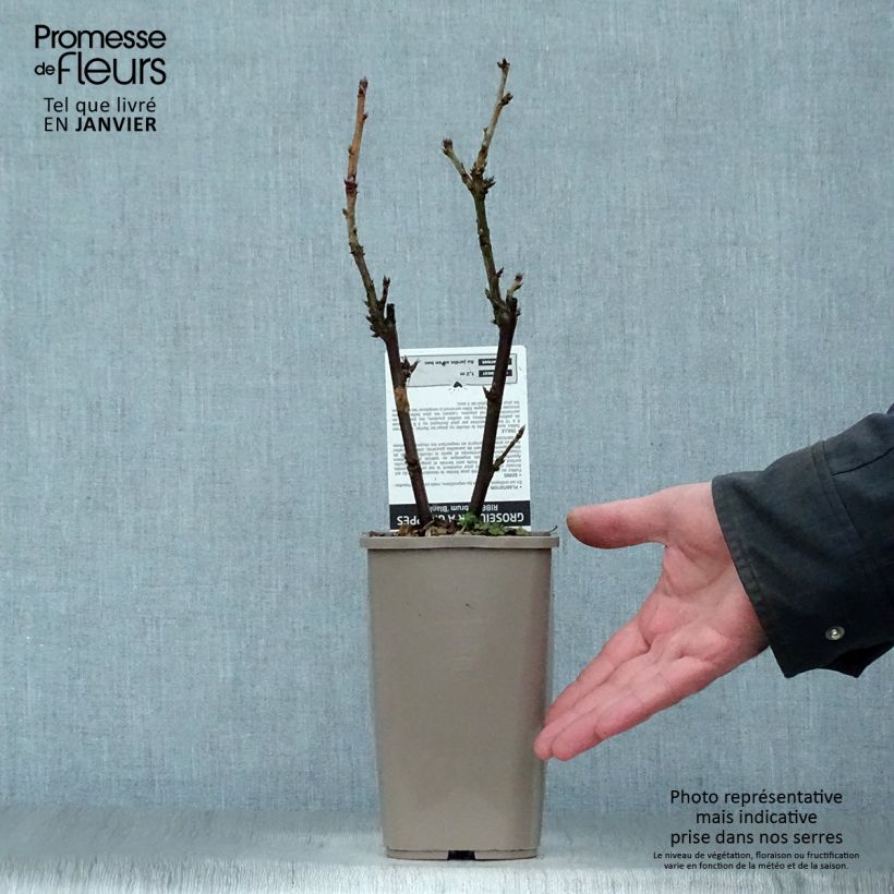 Exemplaar van Witte aalbes Blanka Pot van 1 l/1,5 l, Struik zoals geleverd in de winter