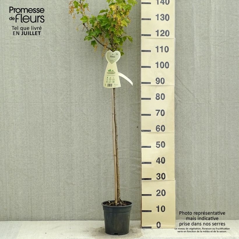Exemplaar van Witte aalbes Werdavia Pot van 2 l/3 l, Struik zoals geleverd in de zomer
