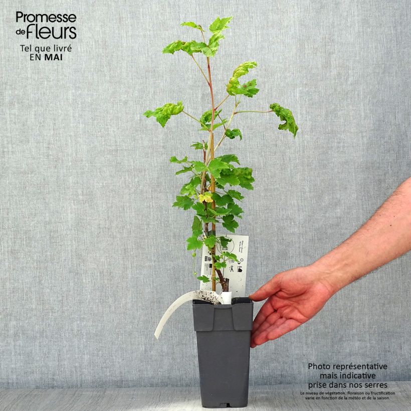 Exemplaar van Witte aalbes Witte Parel Pot van 1,5 l/2 l, Struik zoals geleverd in de lente