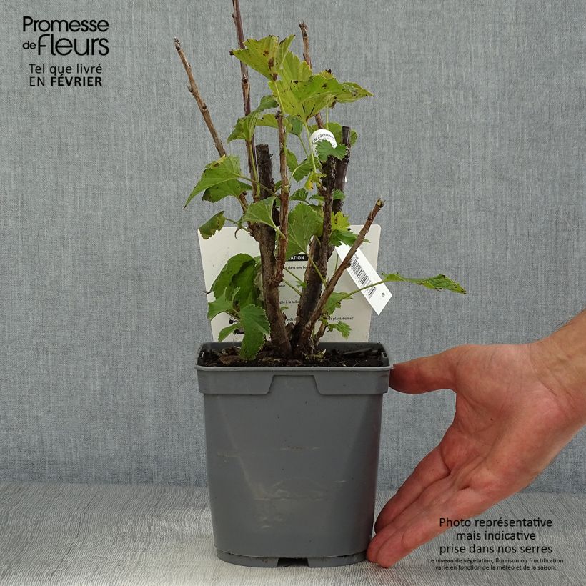 Exemplaar van Rode aalbes Delbard Giganta Pot van 2 l/3 l zoals geleverd in de herfst