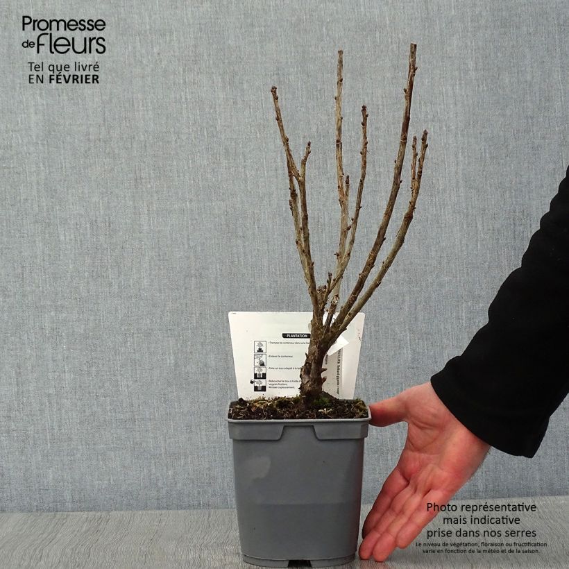 Exemplaar van Rode aalbes Delbard Giganta Pot van 2 l/3 l zoals geleverd in de winter